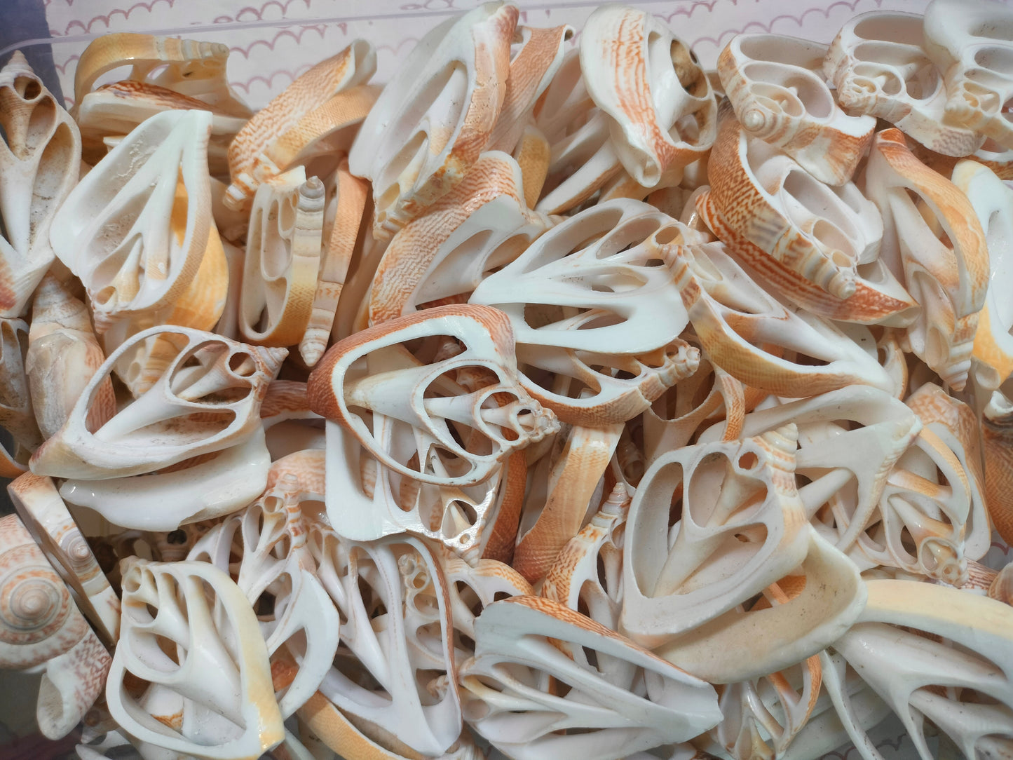 Center Cut Sea Shell Small