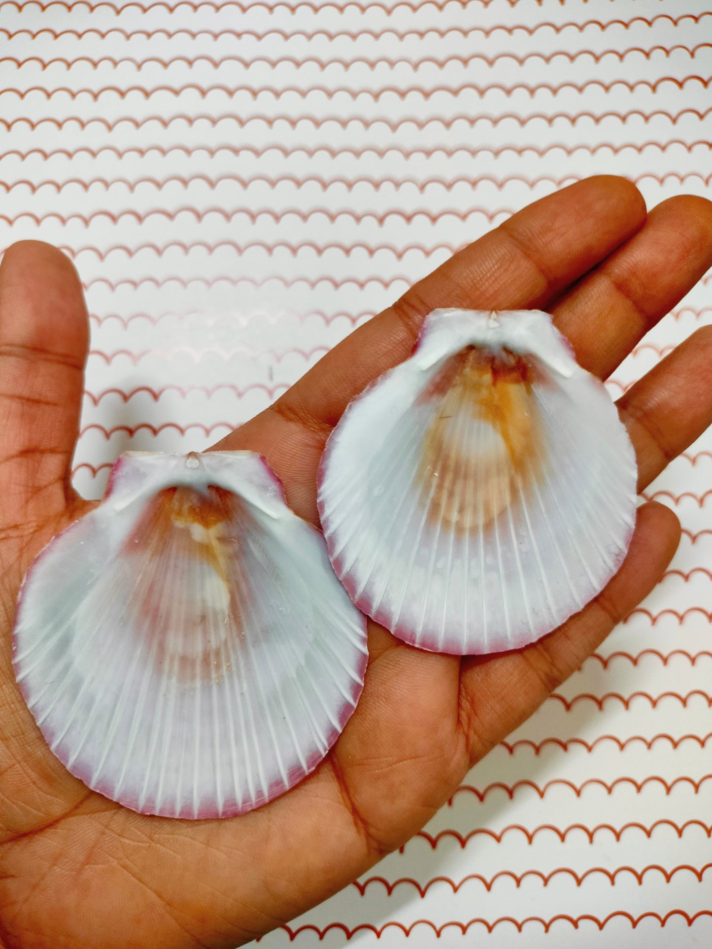 Pink Scallop Shell