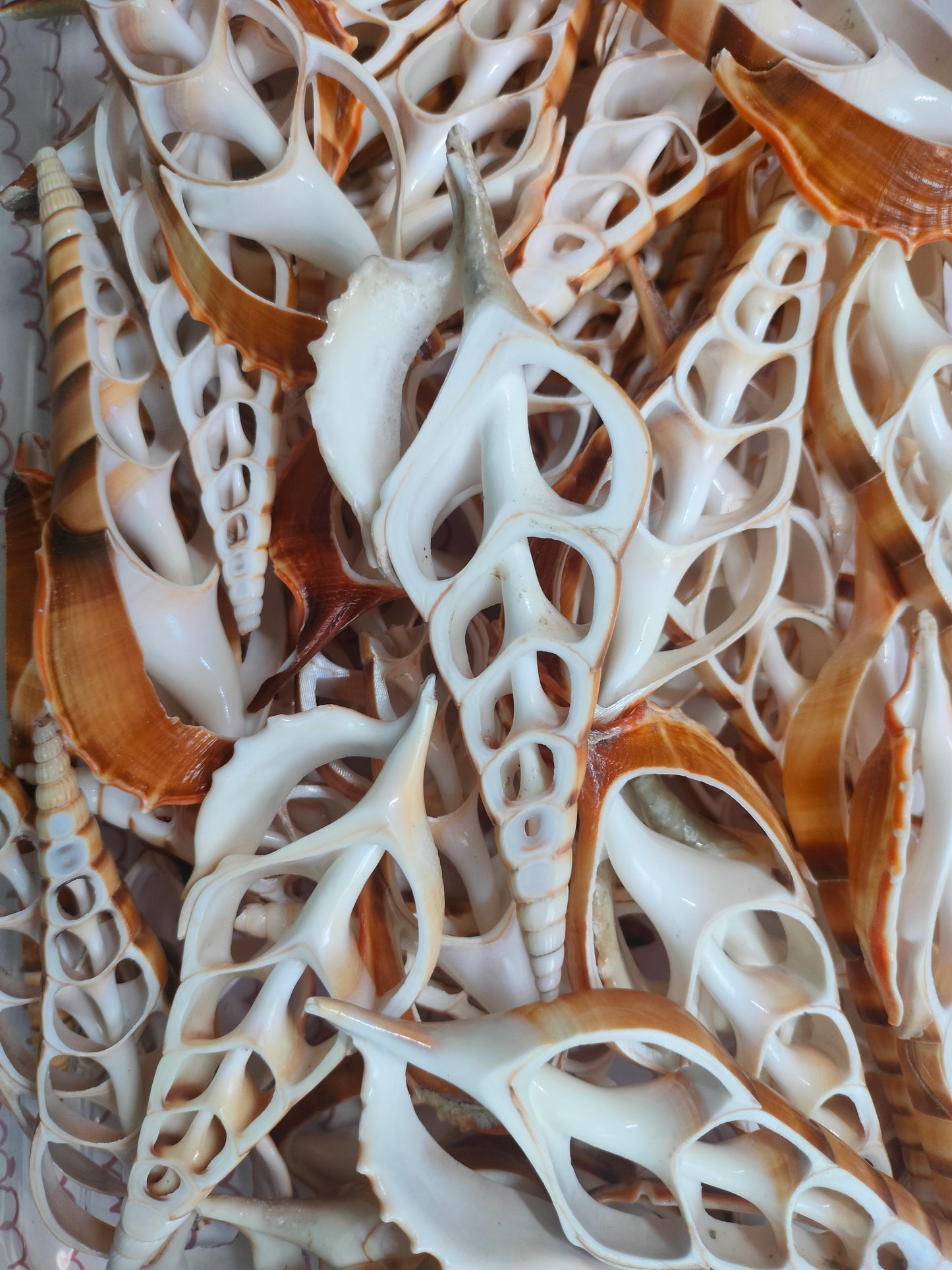 Center Cut Sea Shell Large