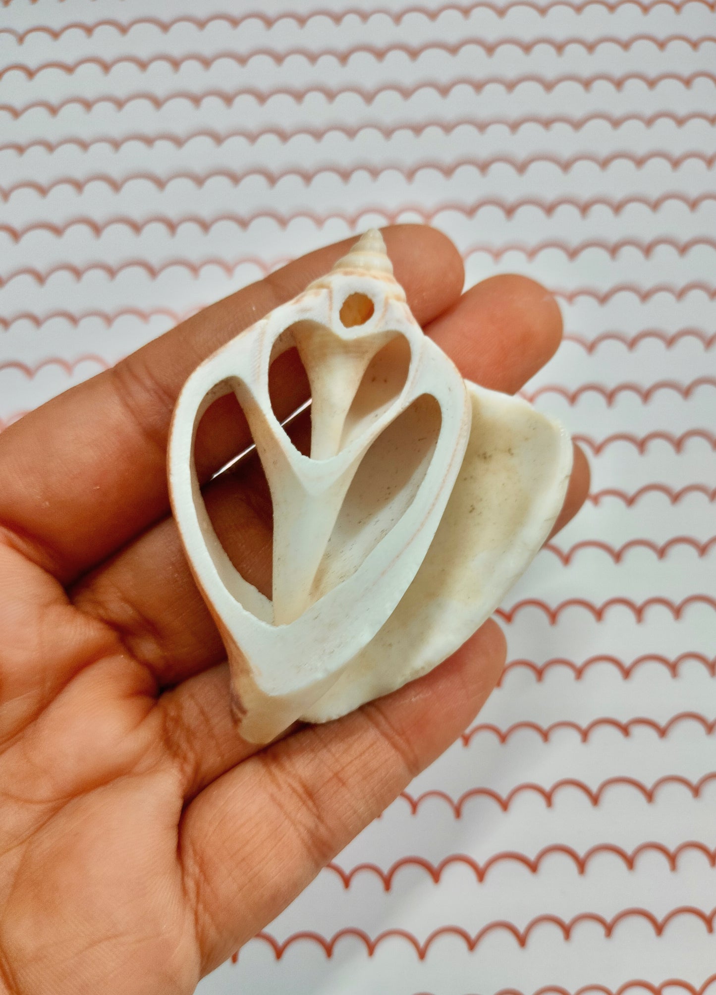 Center Cut Sea Shell Small