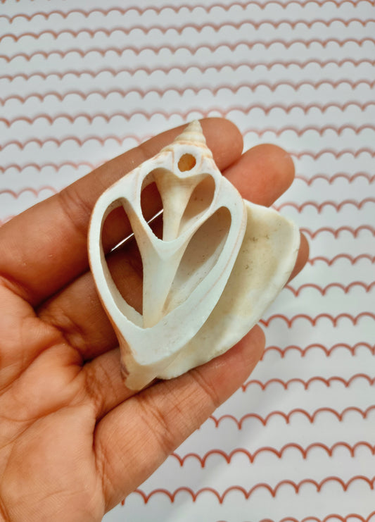 Center Cut Sea Shell Small