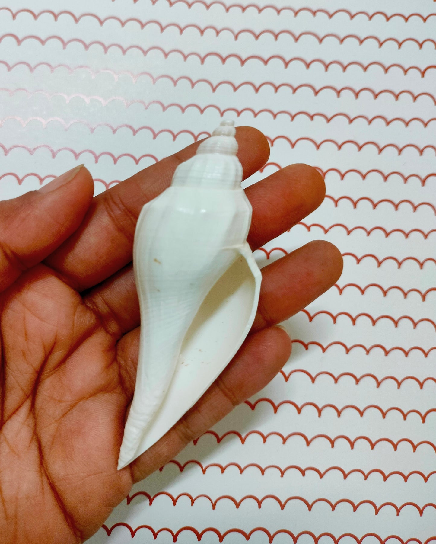 Conch Shell