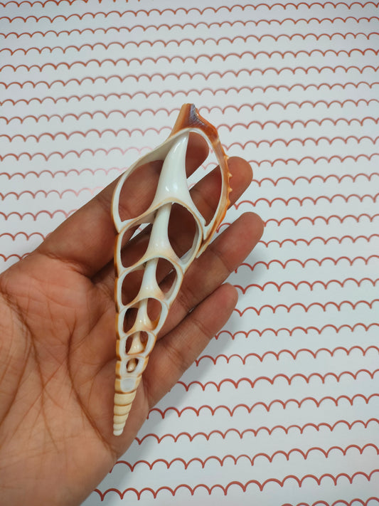 Center Cut Sea Shell Large