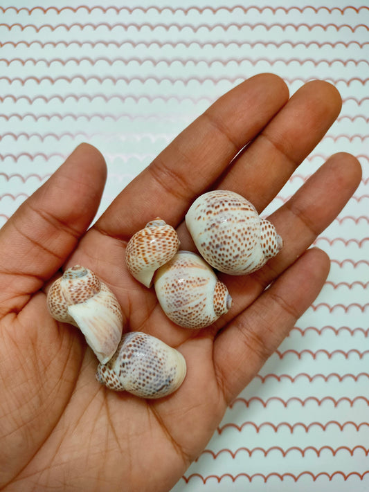 Big Egg Shell Design 2