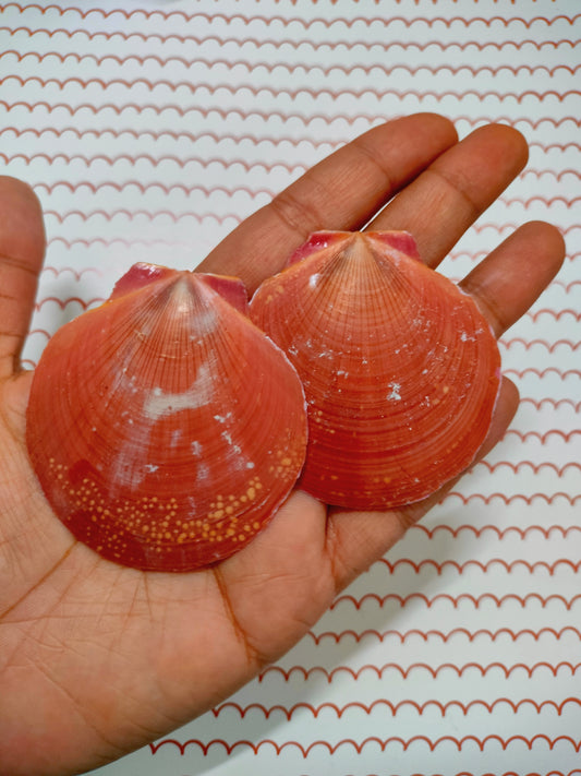 Pink Scallop Shell