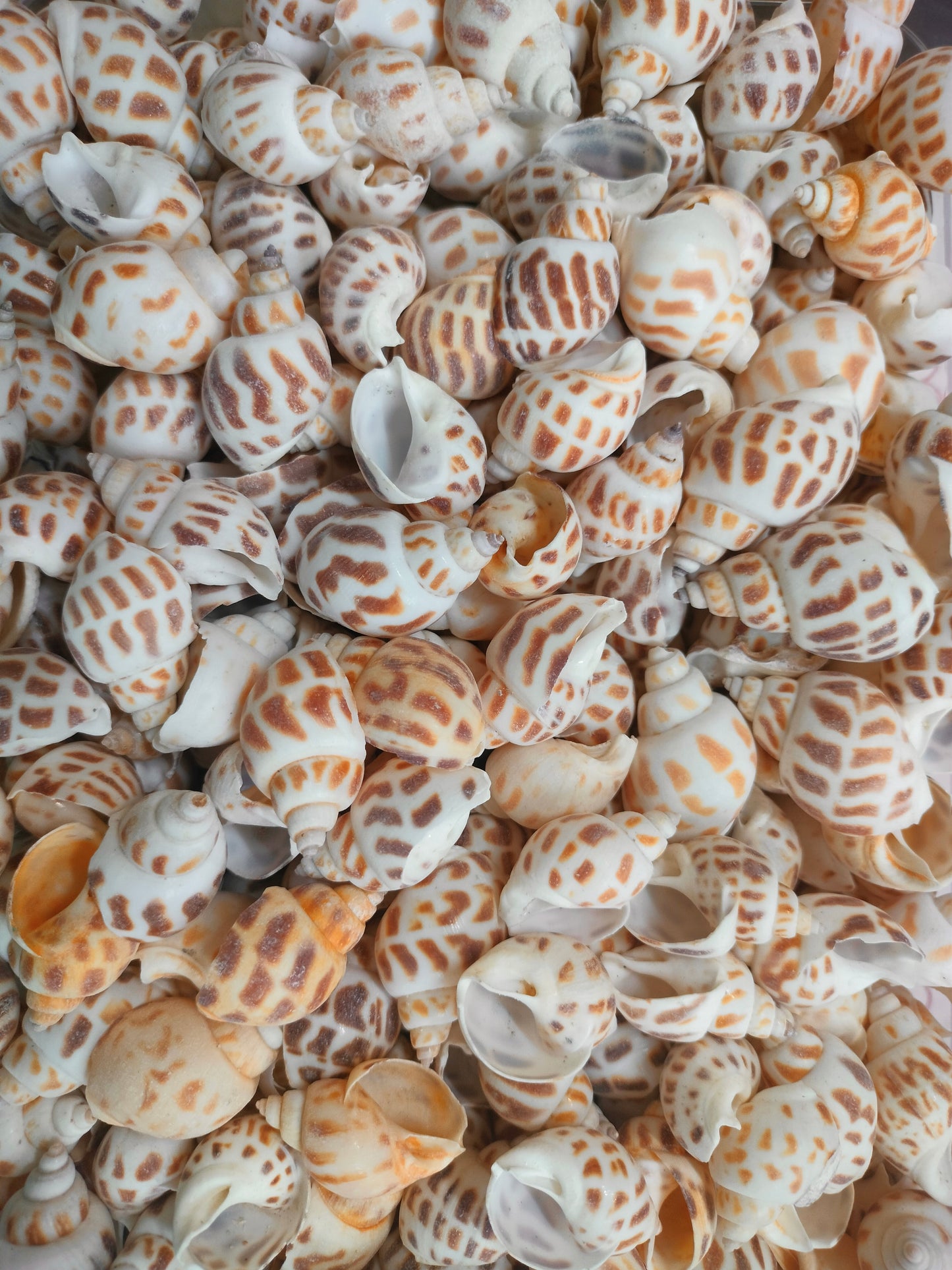 Big Egg Shell Design 1